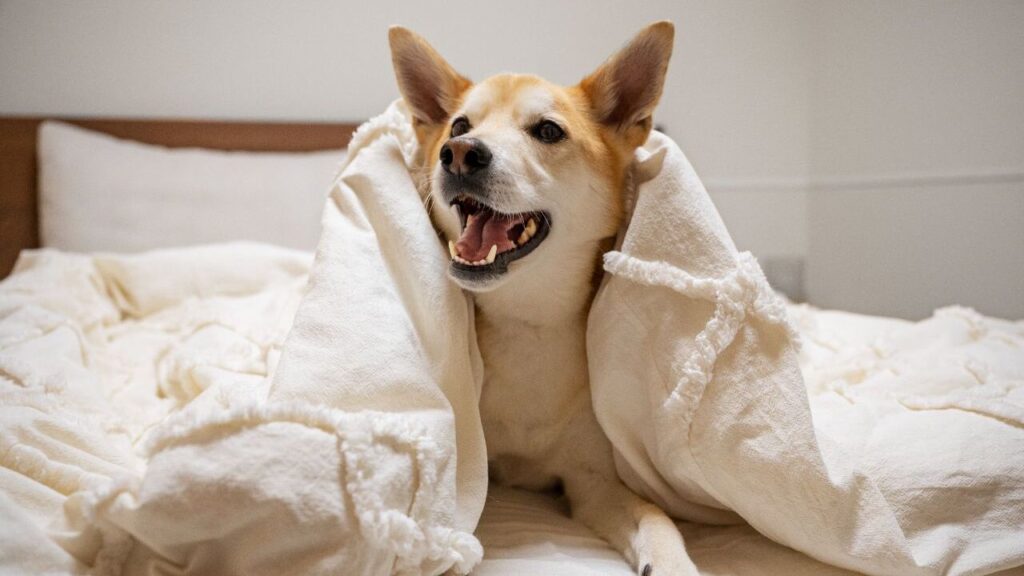 Dog under a blanket
