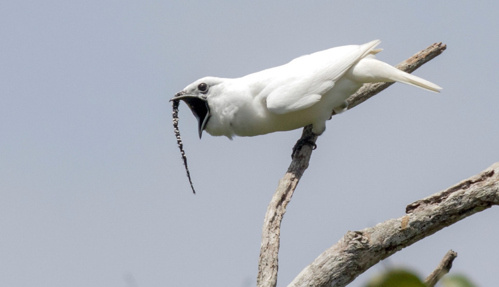 White Bellbird