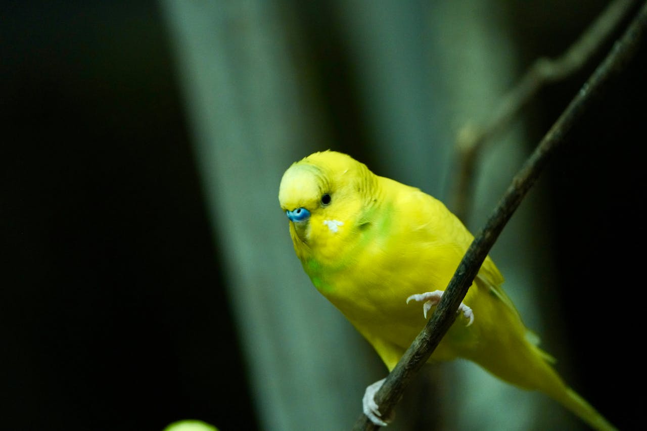 Budgerigar