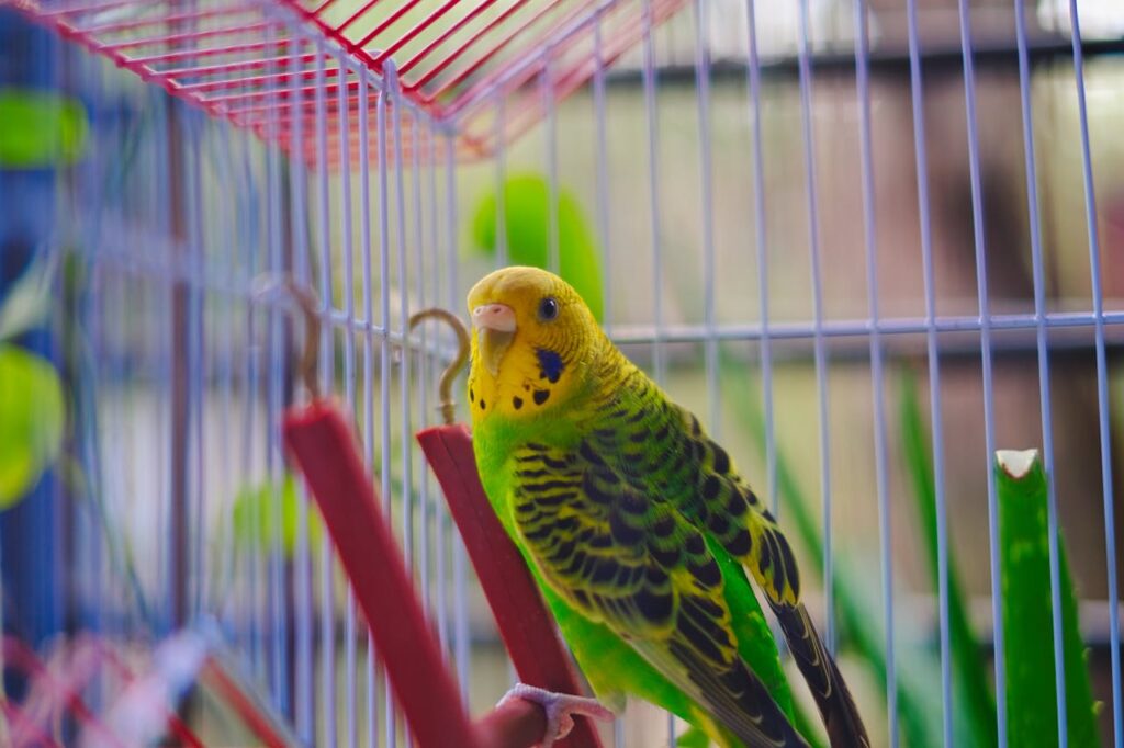Budgerigar
