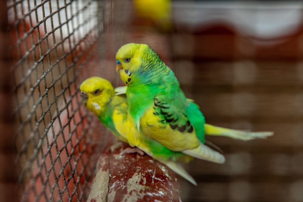 Budgerigar