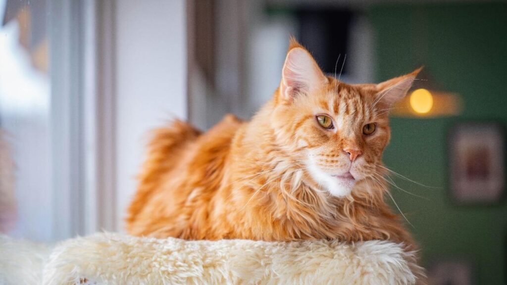 Maine coon sitting on a comfy surface