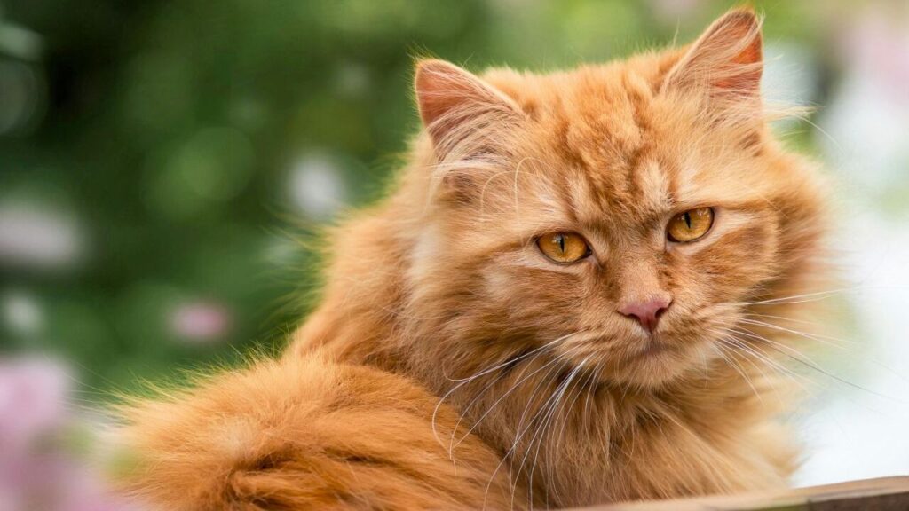 An orange persian cat