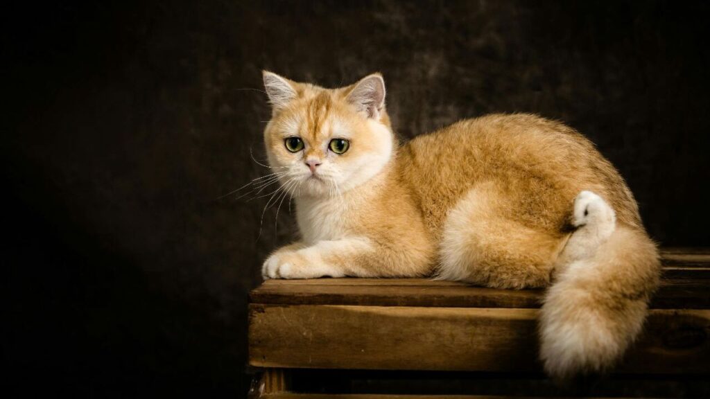 british short hair cat