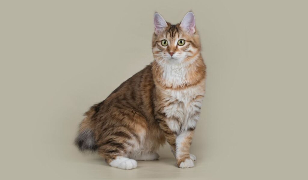 American bobtail