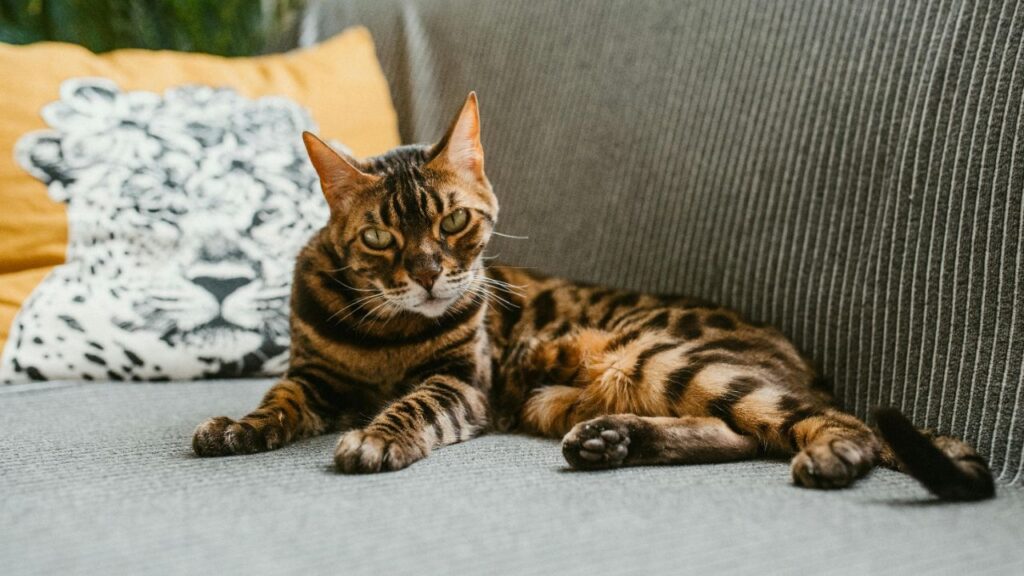 Bengal cat with an orange coat