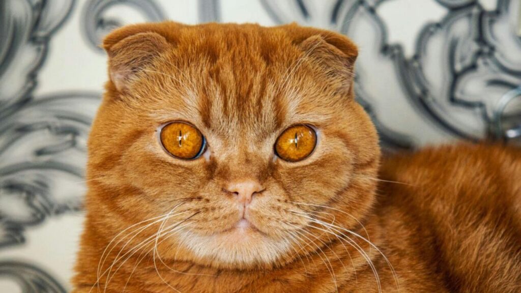 Scottish fold with bright orange eyes