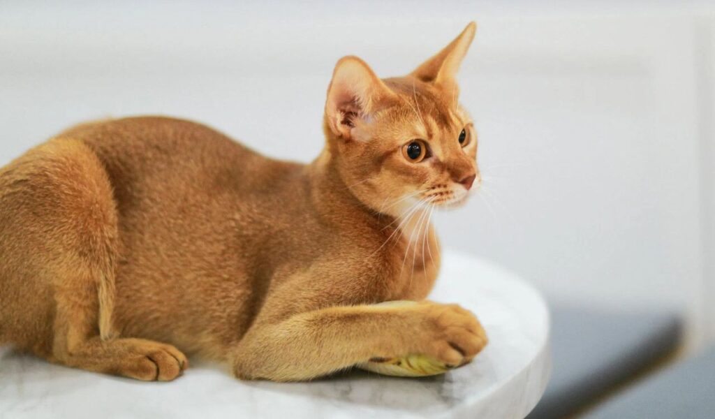 Abyssinian cat