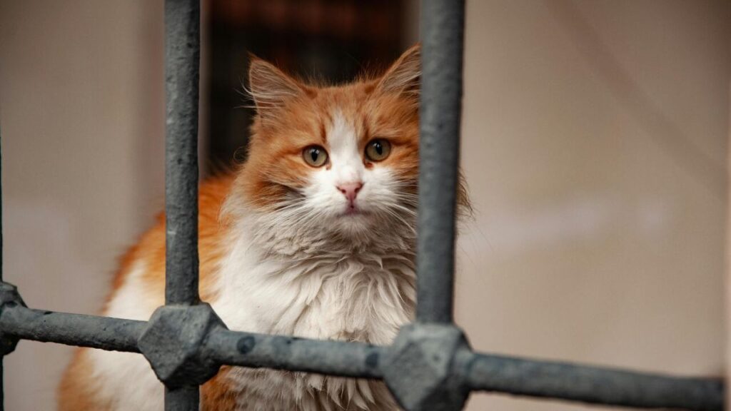 Turkish angora cat behind the bars
