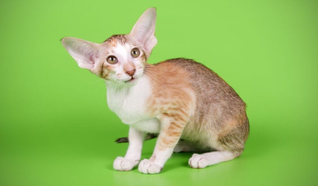 Oriental shorthair cat with a green background