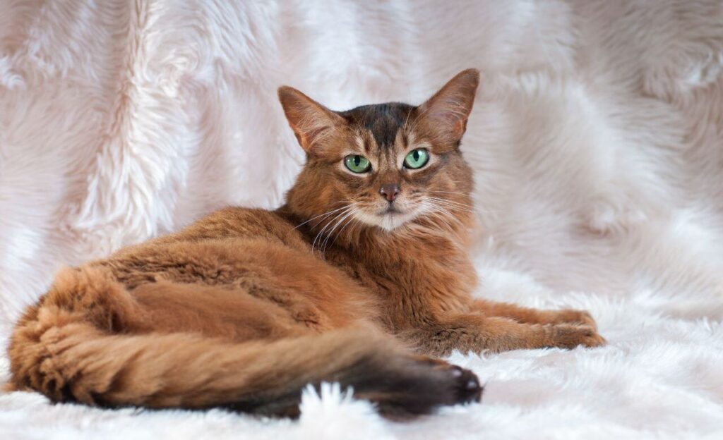 Somali cat resting on white fluffy rug