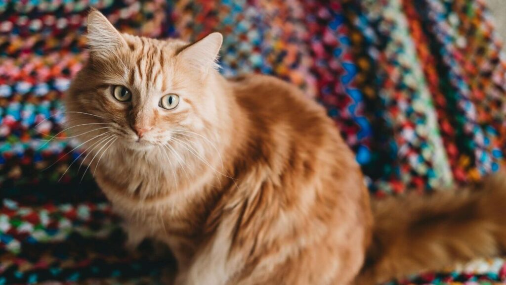 Siberian cat sitting on colorful rug