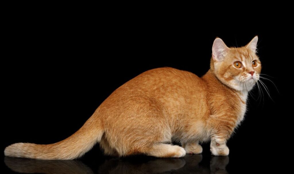An orange munchkin with a black background