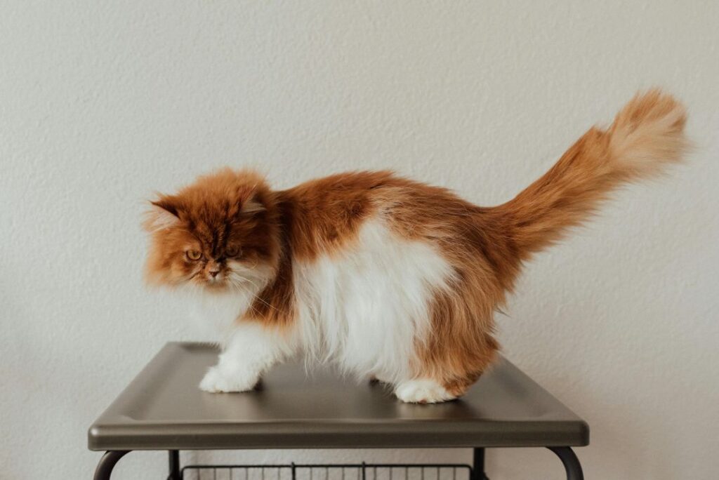An orange and white shorthar cat