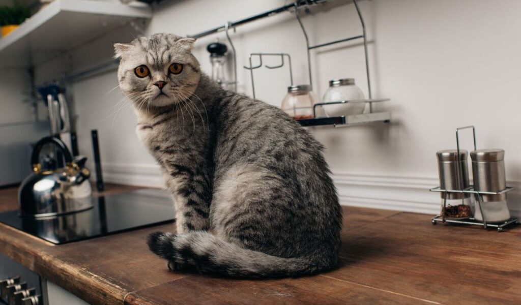 A Scottish Fold cat sitting on a wooden countertop