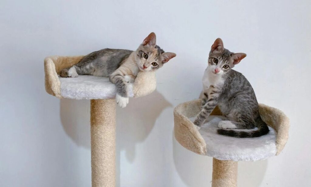 Two cute kittens