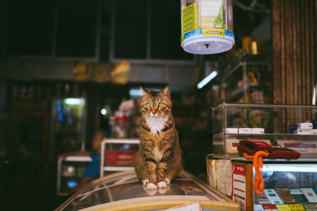 A cat sitting on an ice cream refrigerator