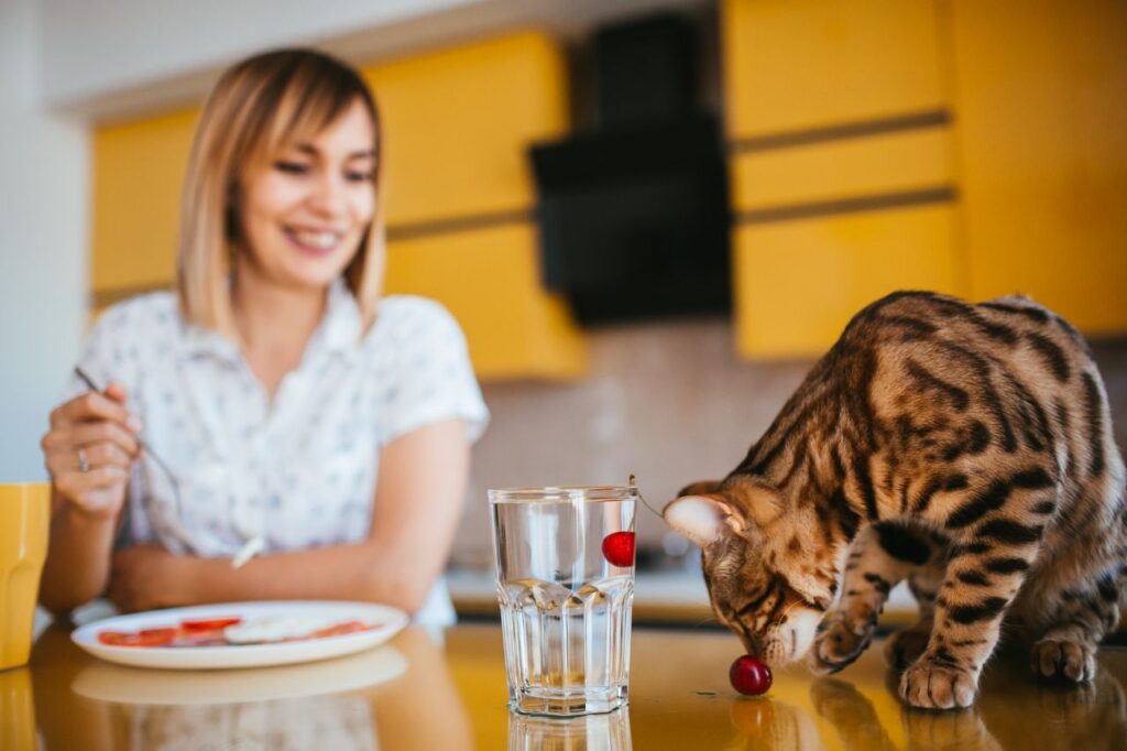 A bengal cat plays with a cherry