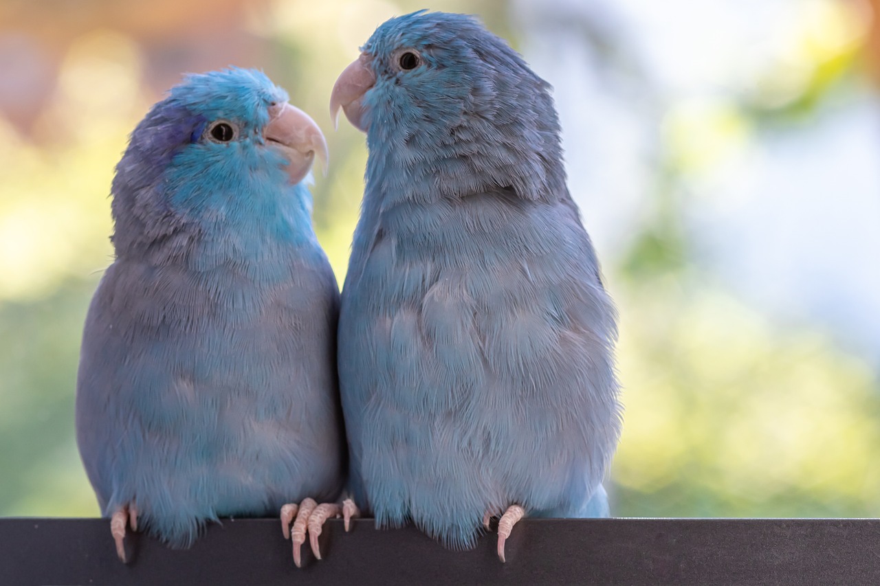 Parrotlet