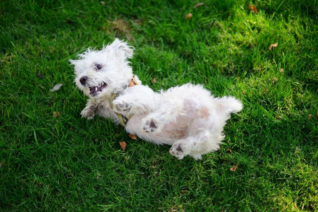 Morkie – Maltese and Yorkie Mix