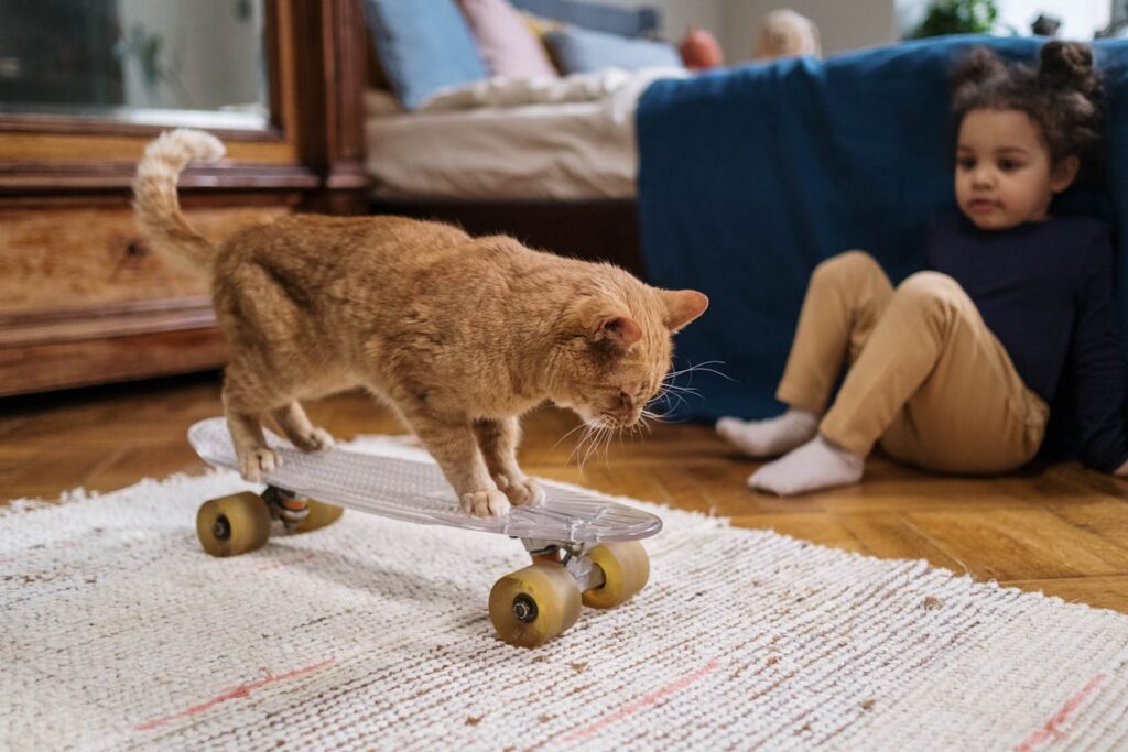 cat on skateboard