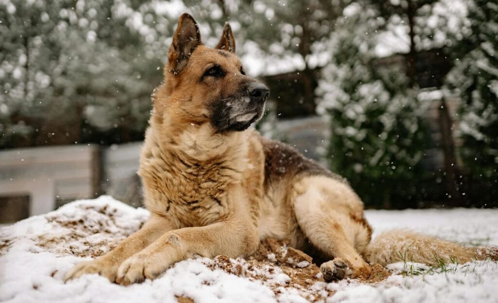 German Shepherd in snow