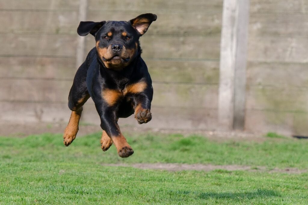 A black dog in mid-air while running