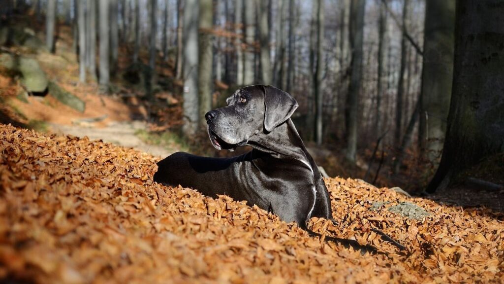great dane