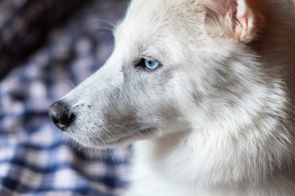dog with blue eyes