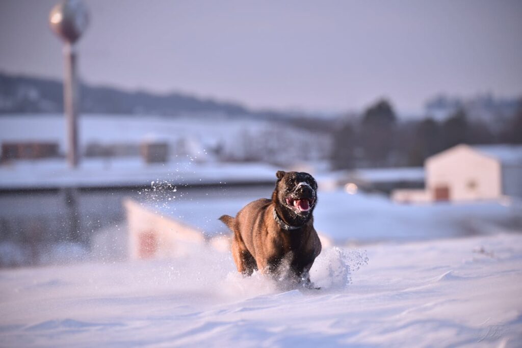 A dog running on snow