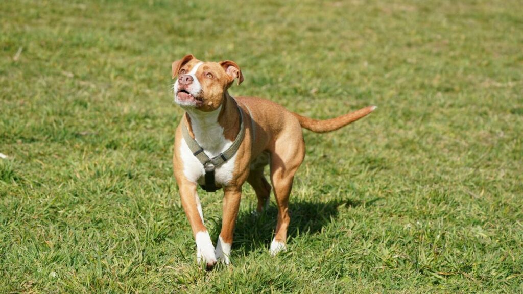 American Pit Bull Terrier
