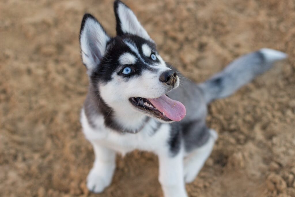 dog with blue eyes