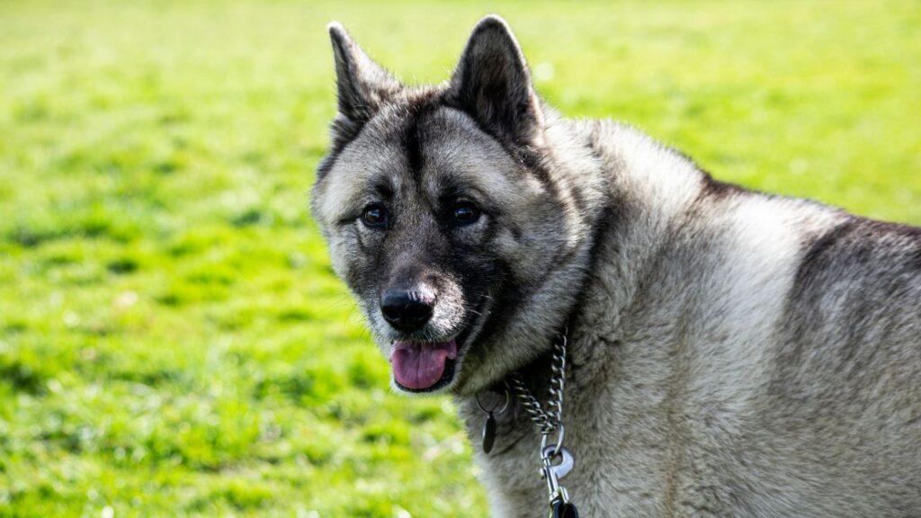 Norwegian Elkhound