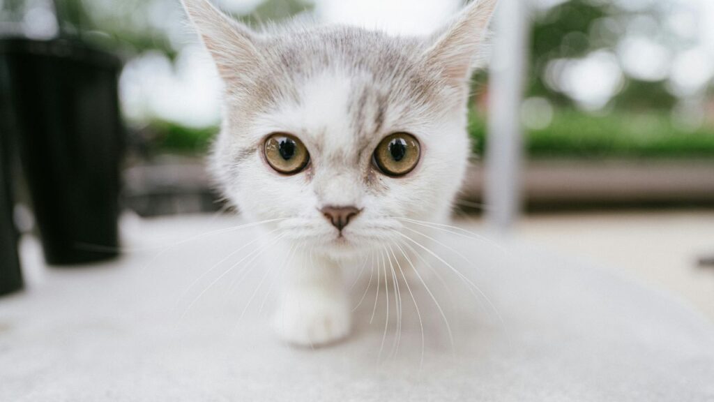 Close up of munchkin cat