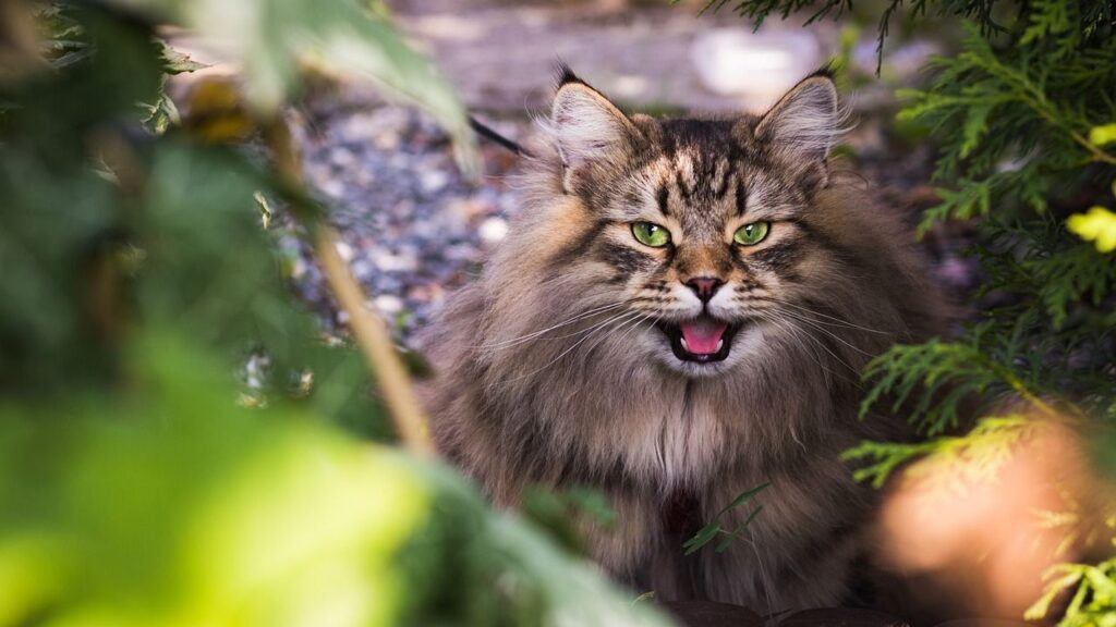 Siberian Cat