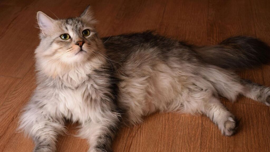 Siberian Cat