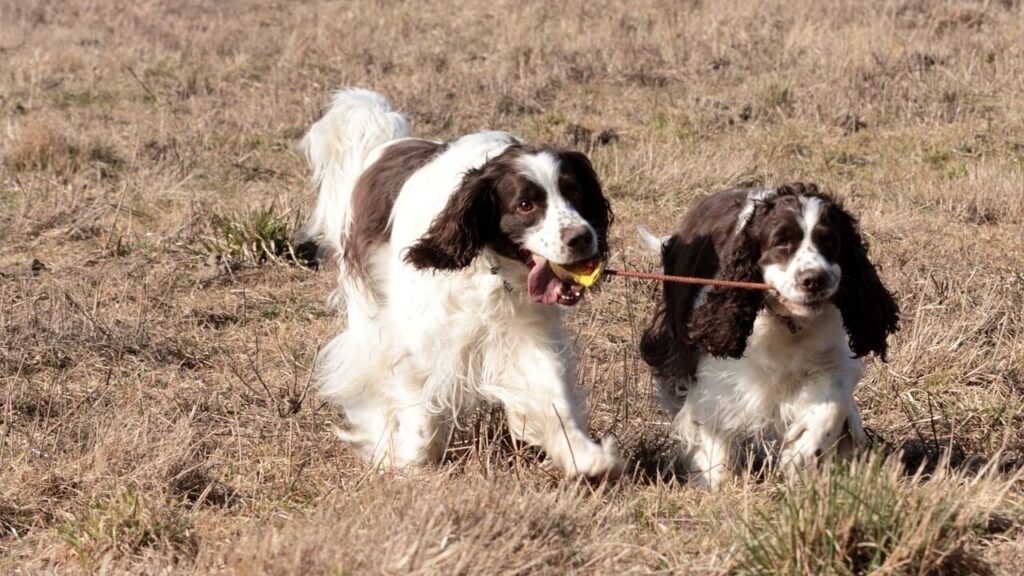 English Springer Spaniel