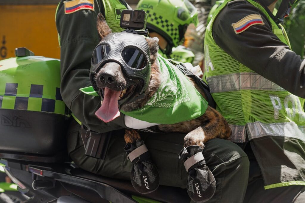 A police dog sits comfortably on the lap of an officer