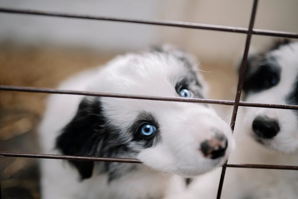 dog with blue eyes
