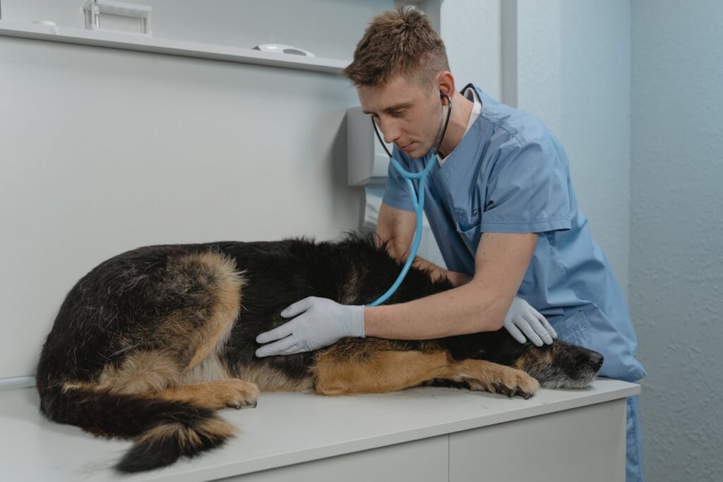 Vet checking the dog