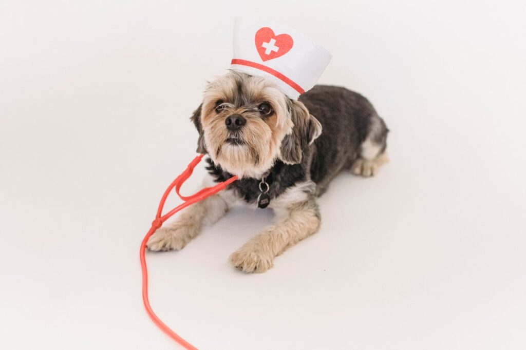 A cute dog wearing doctor's hat 