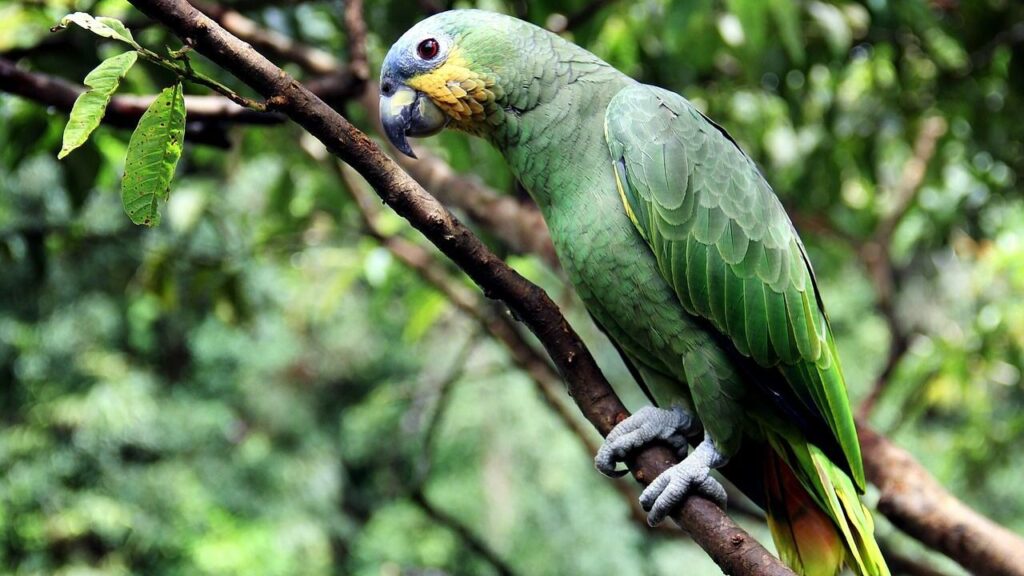 Amazon Parrot