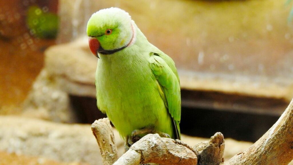 Indian Ringneck Parakeet