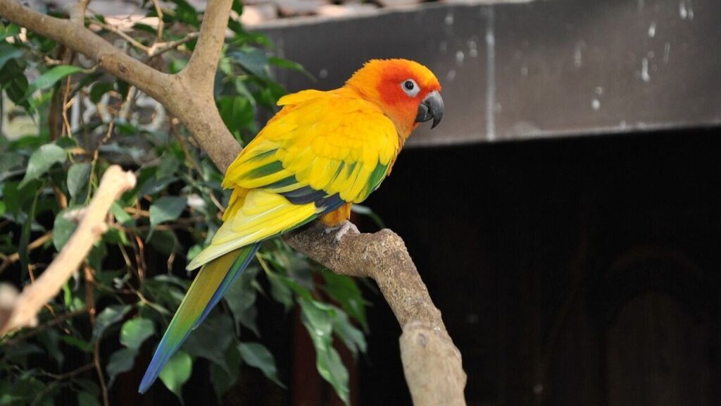 Sun Conure