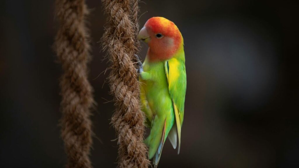 Lovebird