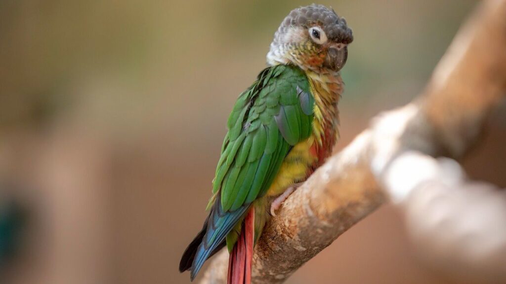 Conure