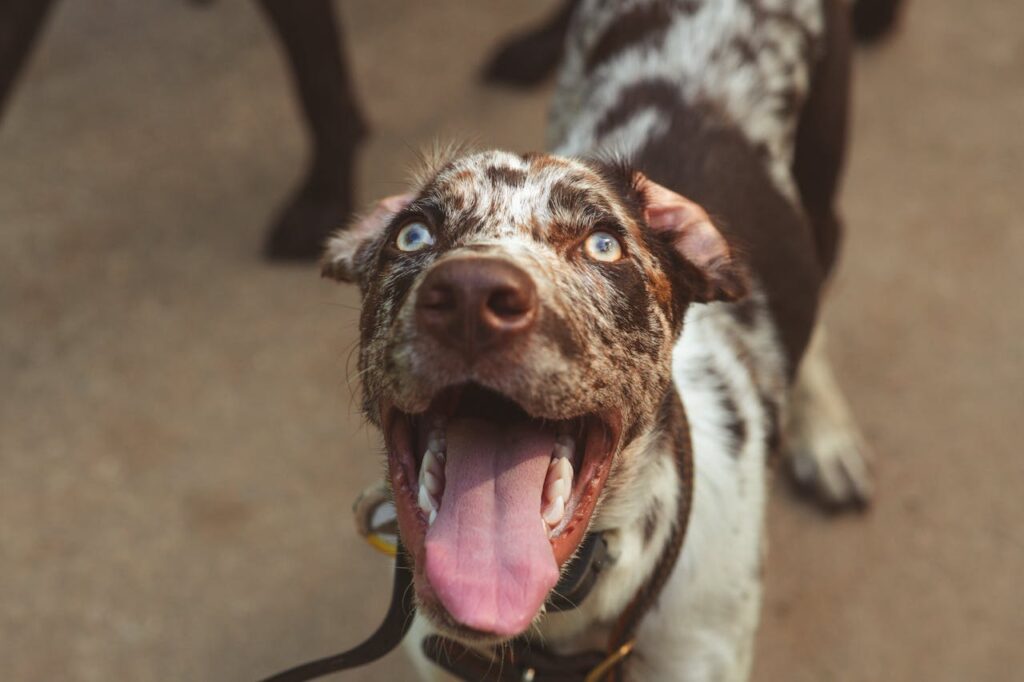 dog with blue eyes