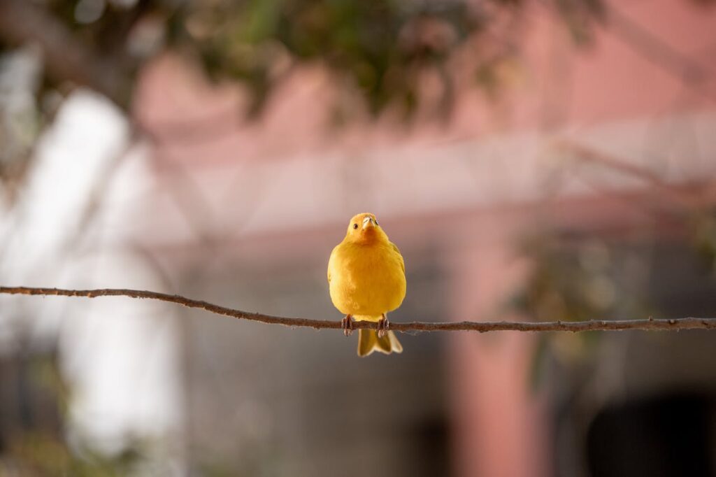 Yellow bird