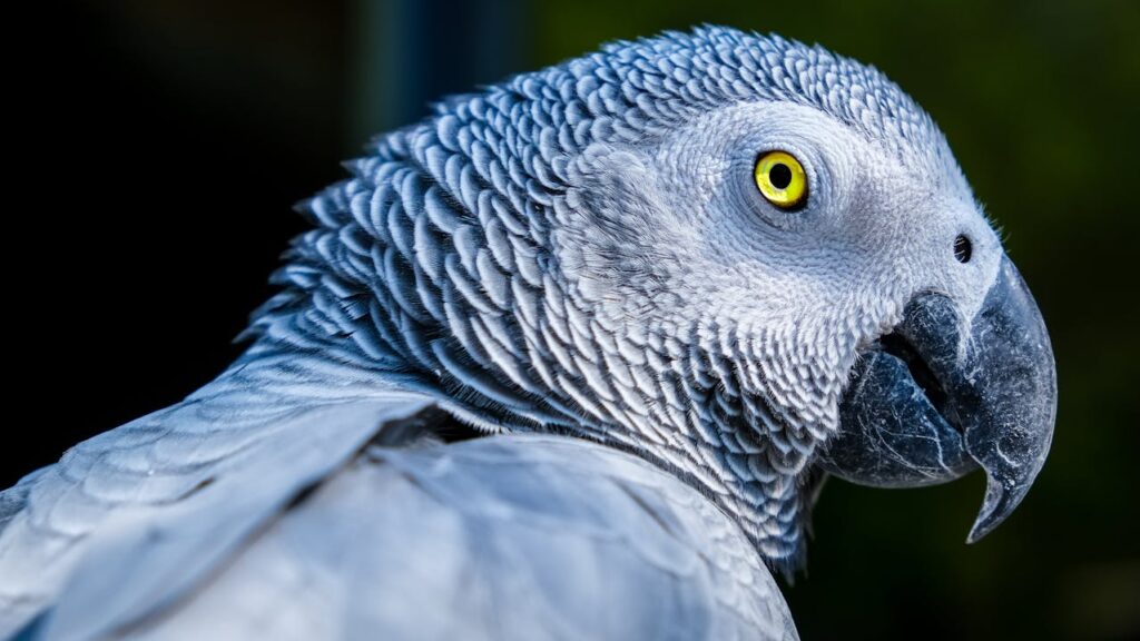 A close-up image of a gray parrot