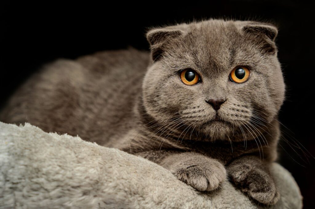 Scottish fold with bright orange eyes